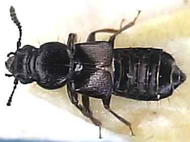 Platystethus arenarius